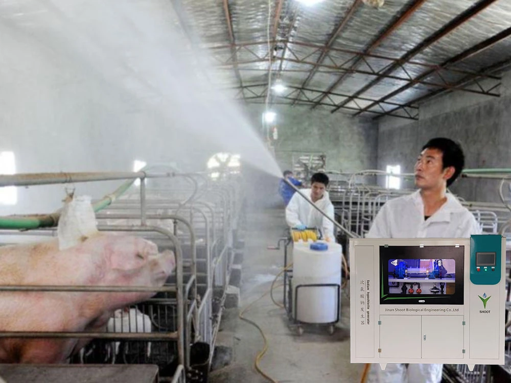 Sodium hypochlorite generators are used in pig farms