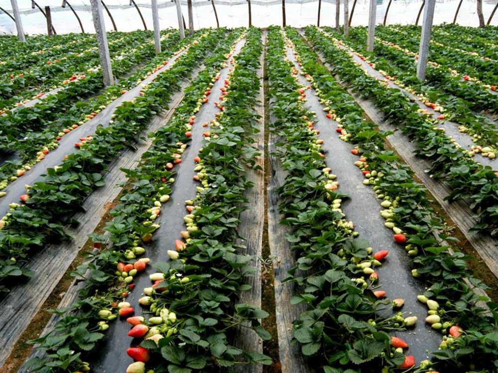 Hypochlorous-acid-generator-for-strawberry-disease-prevention