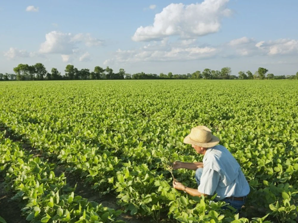 Hypochlorous acid generator is used for agricultural planting