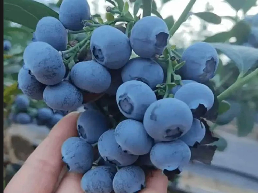 Advantages of using hypochlorous acid generators in blueberry cultivation