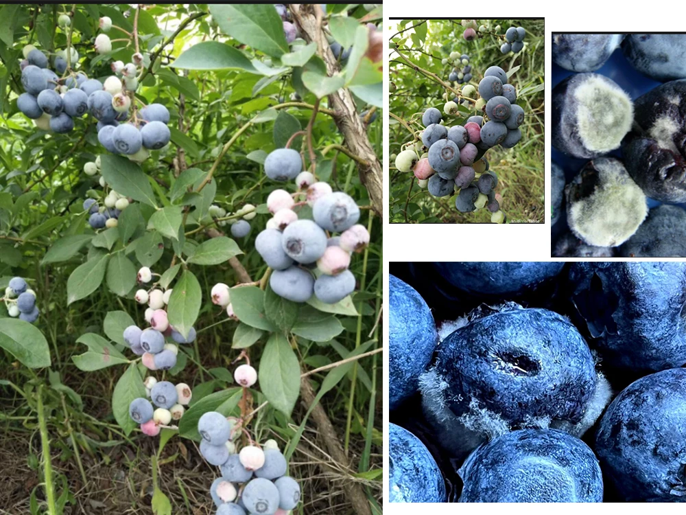 Hypochlorous-acid-generators-prevent-blueberry-diseases.