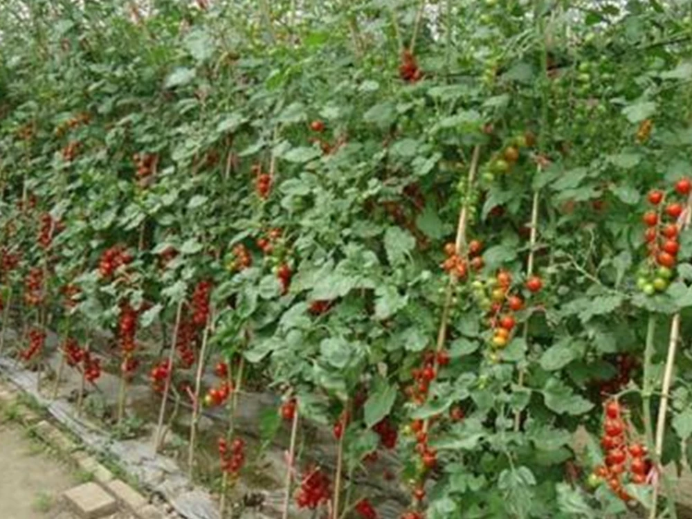Hypochlorous-acid-generators-are-used-for-cherry-tomato-cultivation.