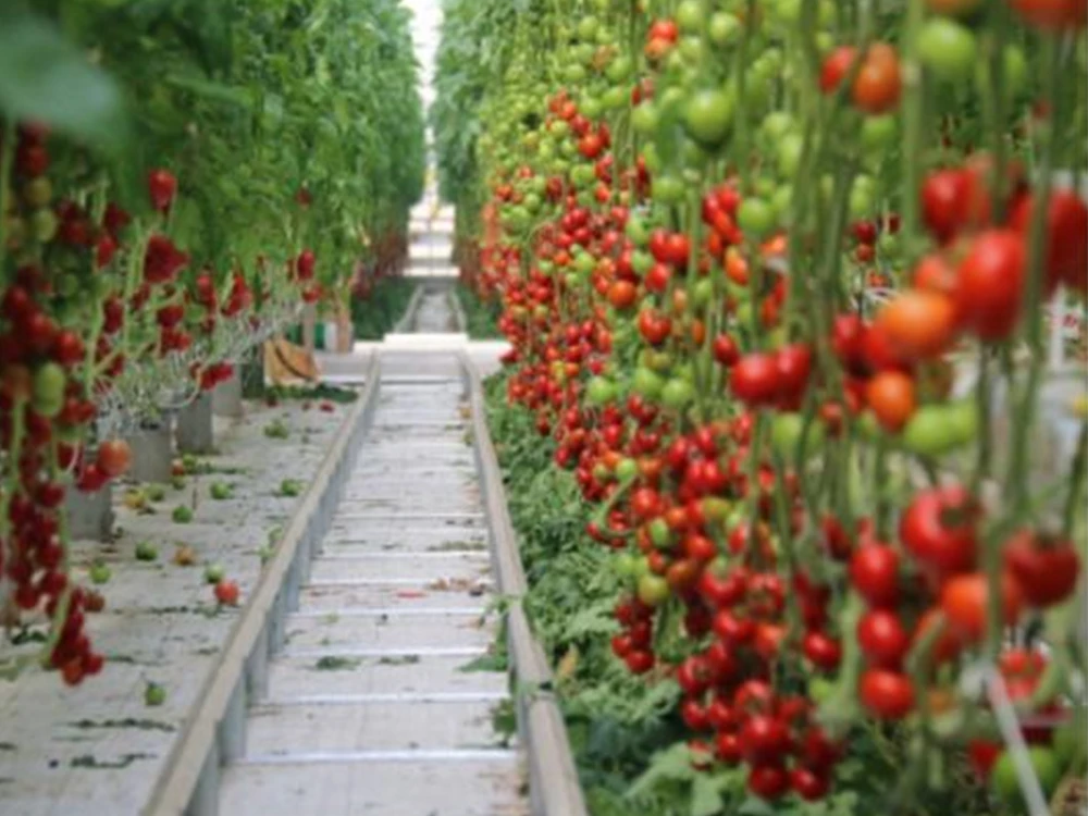 Hypochlorous-acid-generators-are-used-in-cherry-tomato-cultivation-and-agricultural-planting.