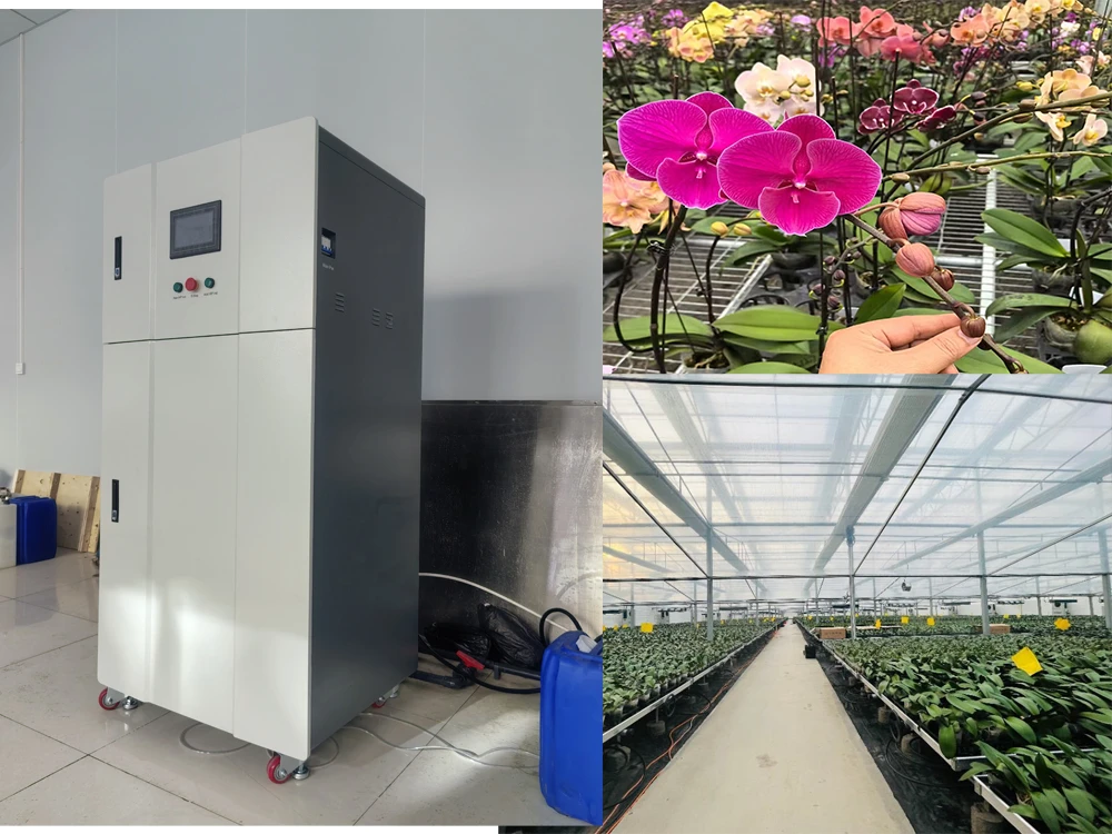 Advantages-of-hypochlorous-acid-generator-in-Phalaenopsis