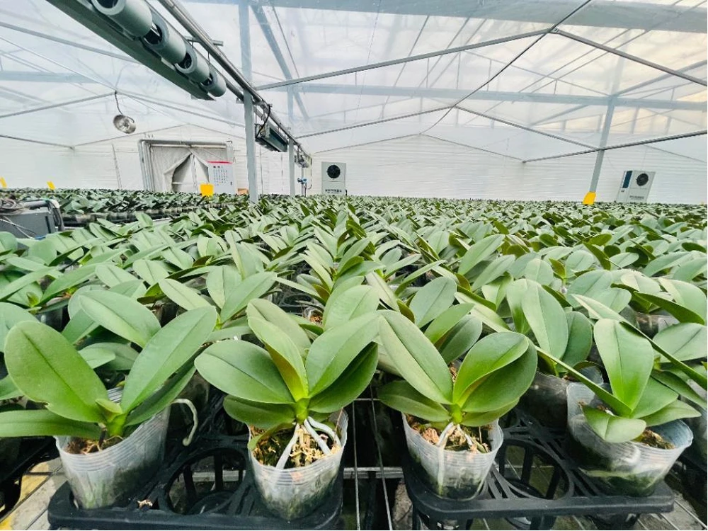 Application-of-hypochlorous-acid-generator-in-Phalaenopsis-to-prevent-pests-and-diseases