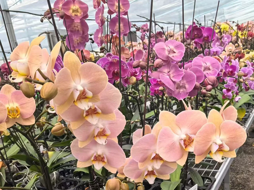 Hypochlorous-acid-generator-for-Phalaenopsis-planting