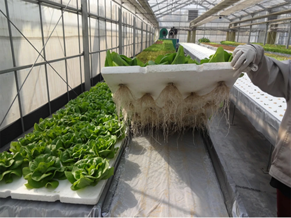 Hypochlorous-acid-generator-is-used-for-soilless-cultivation-of-agriculture