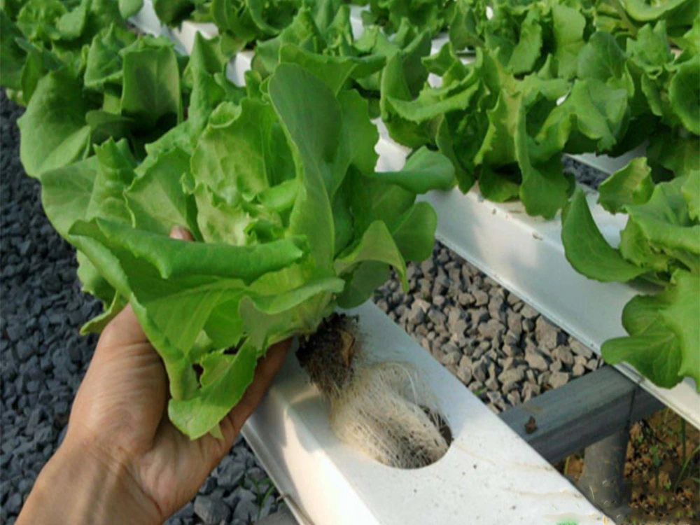 Hypochlorous-acid-generator-is-used-for-soilless-cultivation-of-vegetables