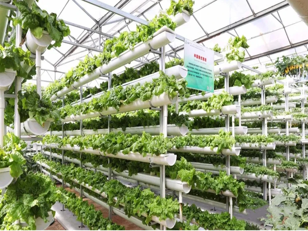 Hypochlorous-acid-generator-is-used-for-soilless-cultivation