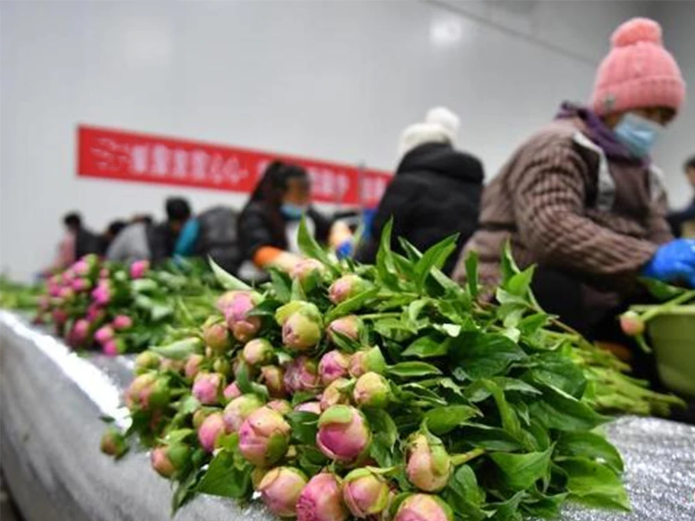Hypochlorous-acid-generator-is-used-for-disinfection-of-fresh-cut-flowers