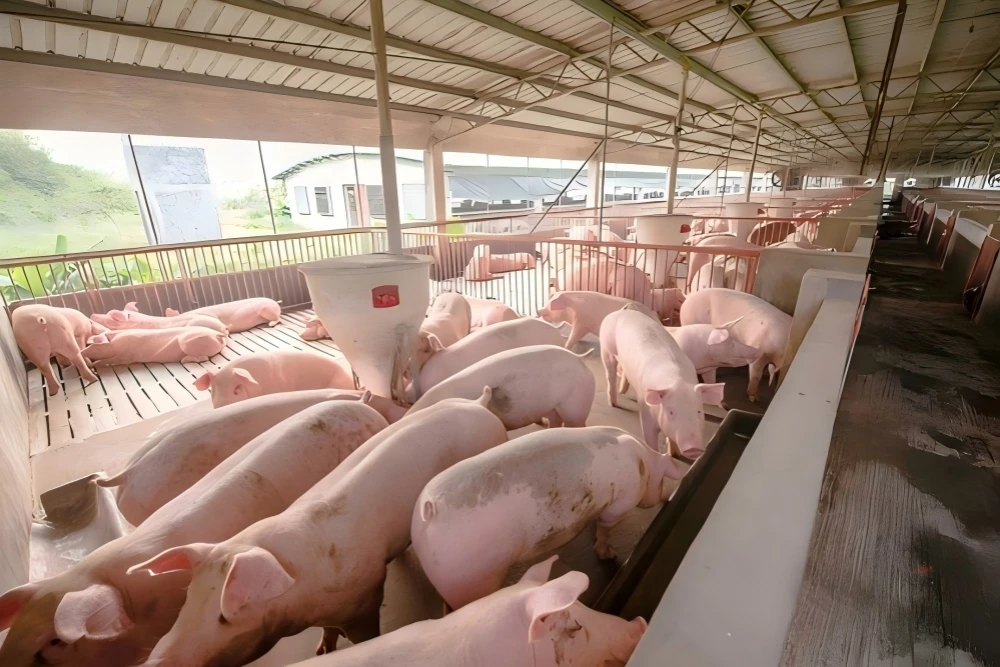 Pig farm