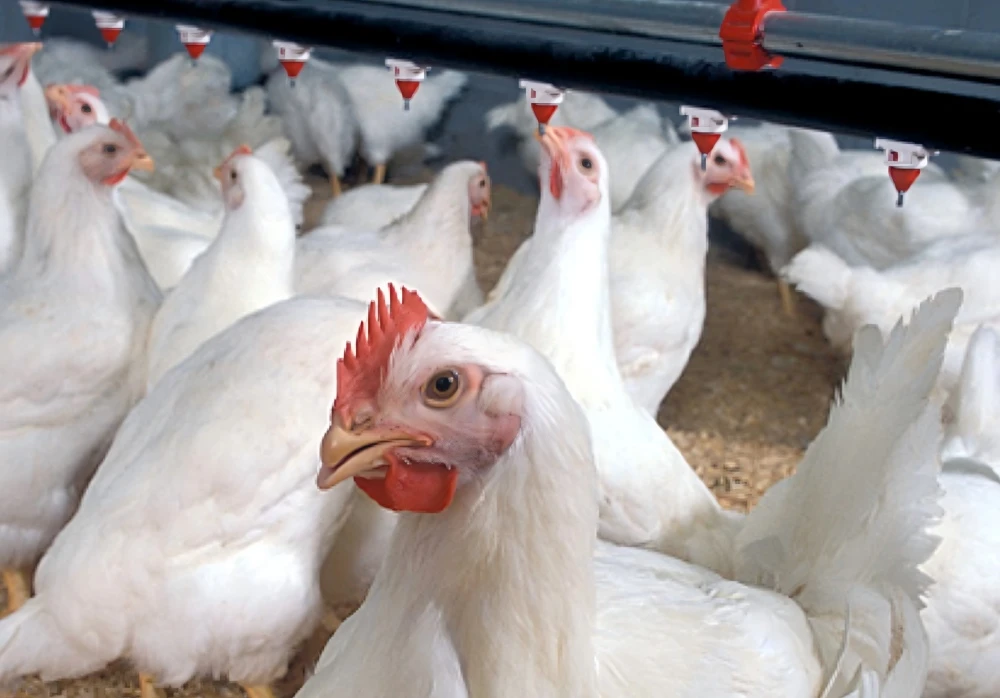 Chicken farm